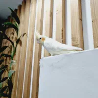 عروس هلندی