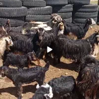 بره کره دار