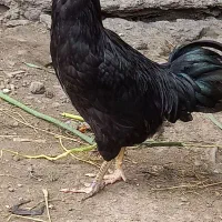 خروس گلین مشکی