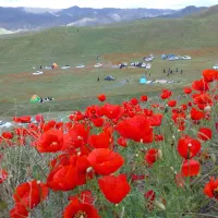 تعدادی کارت گم شده بنام مهدی مشرف