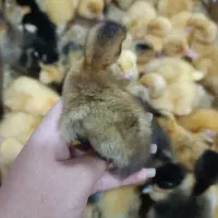 جوجه اردک ۵ روزه