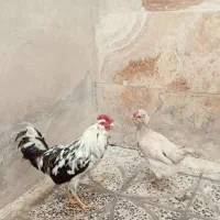 مرغ خروس گلین جوان.