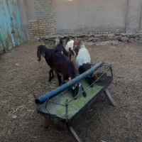 بز دوبر پاکستانی
