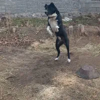 سگ سرابی نر