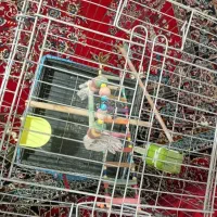 قفس|لوازم جانبی حیوانات|کبودرآهنگ, |دیوار