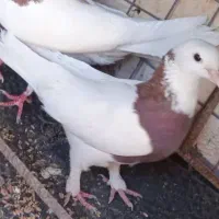 سه تاطوقی یک جفت پدر مادر و یک جوانه|پرنده|بیرجند, |دیوار