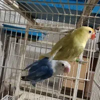 جفت کوتوله مولد پاربلو