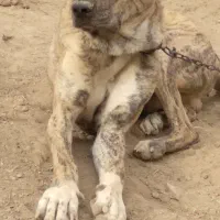سگ گله