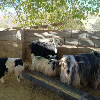 .. و|حیوانات مزرعه|میانکوه, |دیوار