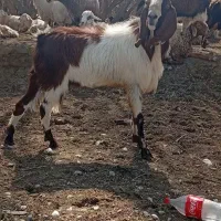 نربز|حیوانات مزرعه|مانه, |دیوار