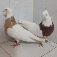 فروش کبوتر رنگی