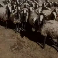 فروش میش اصیل شال