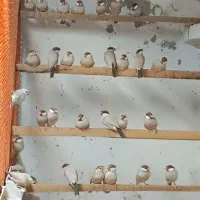 فنچ نرگسی شکلاتی کارداده