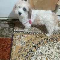 سگ پا کوتاه|سگ|شیروان (خراسان), |دیوار