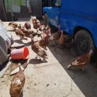 بوقلمون درجه یک|حیوانات مزرعه|بیلوار, |دیوار