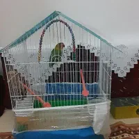 کوتوله ماده|پرنده|تربت جام, والفجر|دیوار