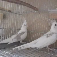 عروس هلندی|پرنده|خاش, |دیوار