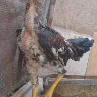 مرغ و خروس لاری