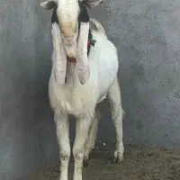 بزغاله نرتکه اصلپاکستانی استثنایی(میش بره گوسفند)|حیوانات مزرعه|جعفرآباد, |دیوار