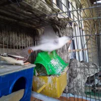 فروش فنج بالغ مولد نژاد دار|پرنده|دهلران, |دیوار