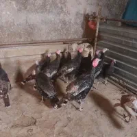 بوقلمون کوردی|حیوانات مزرعه|کامیاران, |دیوار