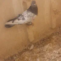 کبوتر|پرنده|مشهد, دریادل|دیوار