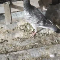 دو تا کفتر هوای