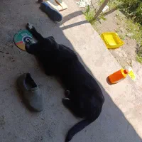 توله سگ سرابی 3 ماه