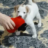 توله سگ پاکوتاه ۳ماهه