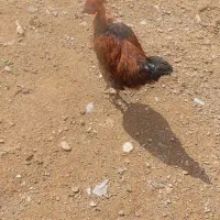 خروس گردن لاری