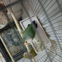 طوطی برزیلی|پرنده|بهارستان, |دیوار