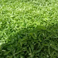 نهال گوجه اصل موبیل فرانسه