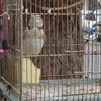 سهره خاکباز دهن دار جوجه امسال|پرنده|تهران, خاک سفید|دیوار