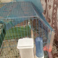 مرغ عشق|پرنده|بمپور, |دیوار