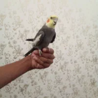 سلام عروس هلندی