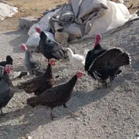 بوقلمون|حیوانات مزرعه|ماهیدشت, |دیوار