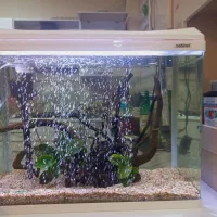 آکواریوم ماهیران