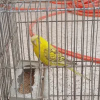 مرغ عشق‌‌‌‌‌‌‌‌‌‌‌‌ توافقی