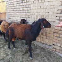 قوچ افشار