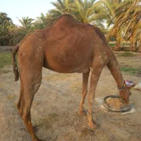 شتر|حیوانات مزرعه|جلگه چاه هاشم, |دیوار