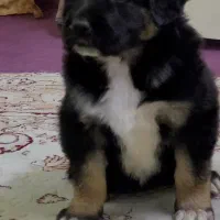 توله سگ میکس ماده پدرمادردار، ۵پشت نگهبان|سگ|ورامین, ورامین|دیوار