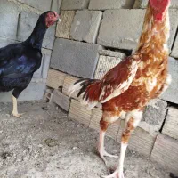 مرغ خروس|حیوانات مزرعه|میناب, |دیوار