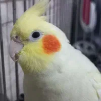 عروس هلندی معاوضه میکنم