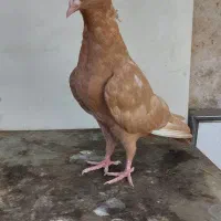 جوجه زرد پلاکی نر