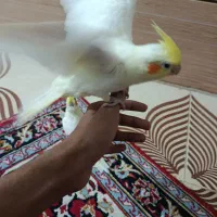 عروس هلندی|پرنده|رامشیر, |دیوار