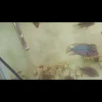 ماهی فلاور هورن تعداد زیاد 20هزار الی 300هزار