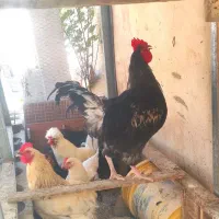 تخم مرغ نطفه دار برهما