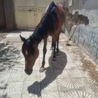 اسب جوان ۳ ساله مادیان|اسب و تجهیزات اسب‌سواری|گرمسار, |دیوار