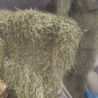 یونجه درجه یک حدود 30عدد