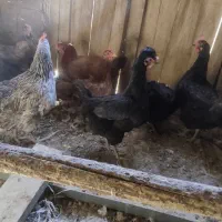 مرغ.محلی15عدرجه.یک|حیوانات مزرعه|رزن, |دیوار